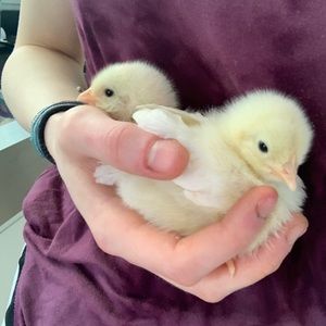 Meet your Posher, Isabelle